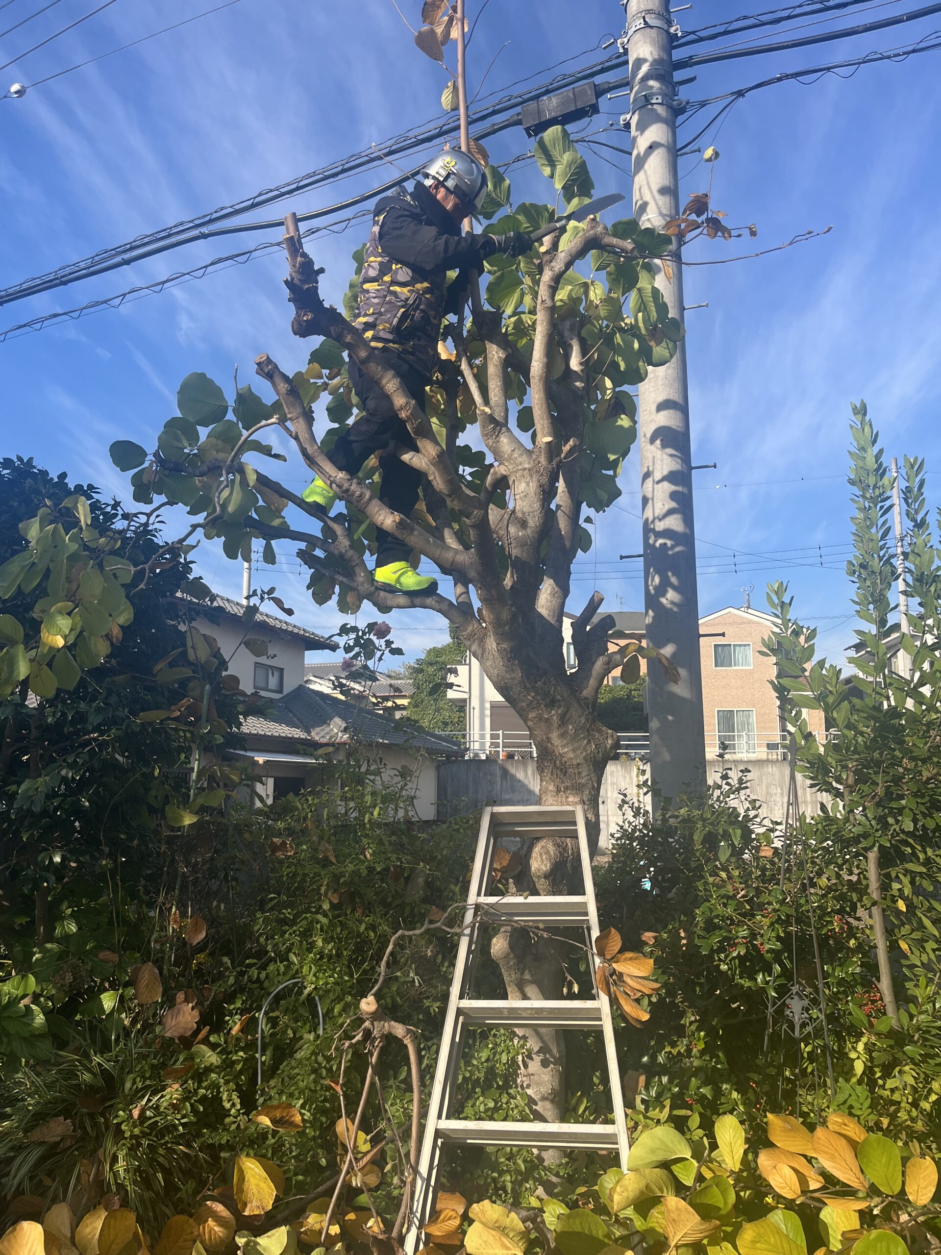 富士市　🌳お庭の伐採工事🌳